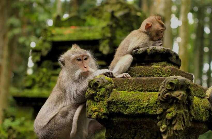 Bali: monkey forest, rice terrace, water temple, waterfall - Tirta Empul and the purification experience