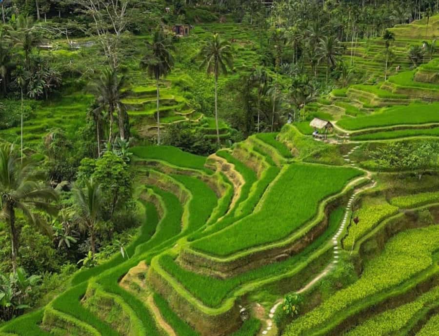 Bali: Penglipuran Village, Rice Terrace & Waterfall Tour - Key points to know before booking