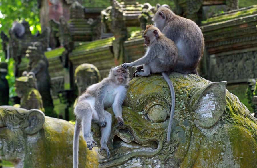 Bali: Penglipuran Village, Rice Terrace & Waterfall Tour - What to bring and who should skip it