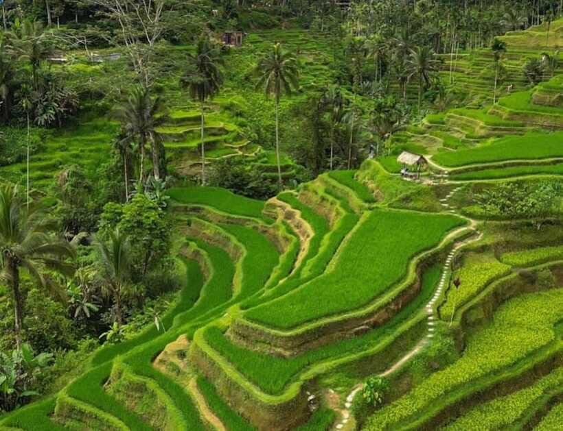 Bali: Penglipuran Village, Rice Terrace & Waterfall Tour - Tegalalang Rice Terrace: beautiful, busy, and worth planning for