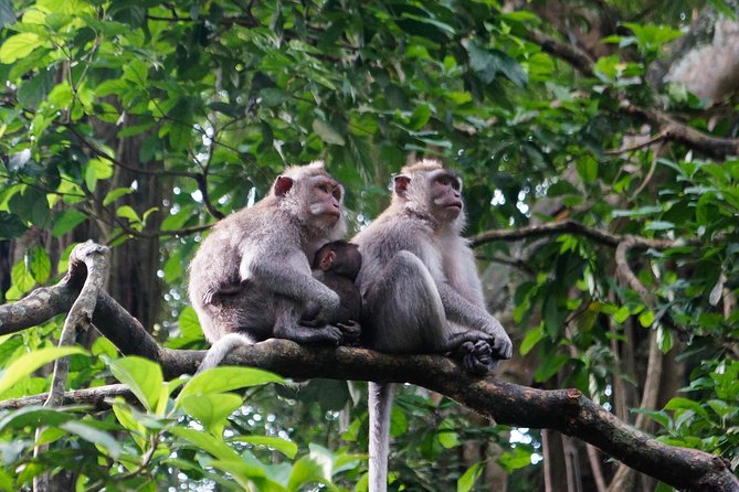 Bali Rafting + Rice Terrace + 1,5Hrs Balinese Massage + Lunch - Who should book this day