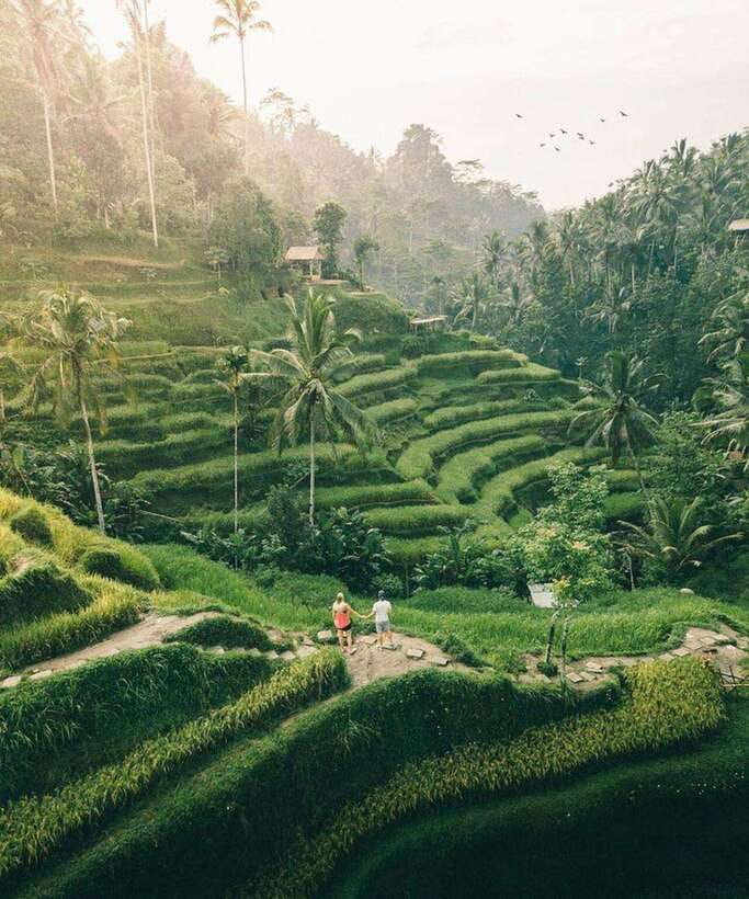 Bali: Rice terrace, Waterfall, and water Temple Day Tour - Tegalalang Rice Terrace: Start with the Famous Views