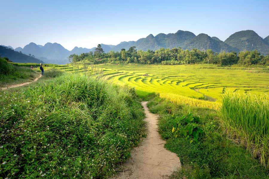 Bali: Rice Terraces Guided Hiking Experience - Walking two to three kilometers across the terraces