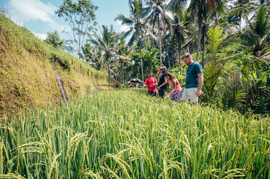 Bali: Rice Terraces Guided Hiking Experience - The guide makes the difference