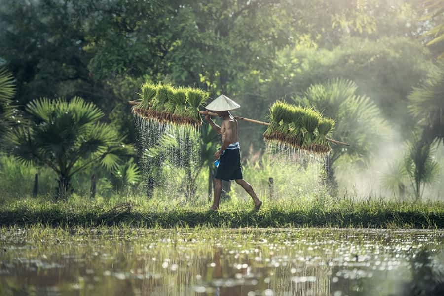 Bali: Rice Terraces Guided Hiking Experience - Starting with subak, Bali’s shared water system