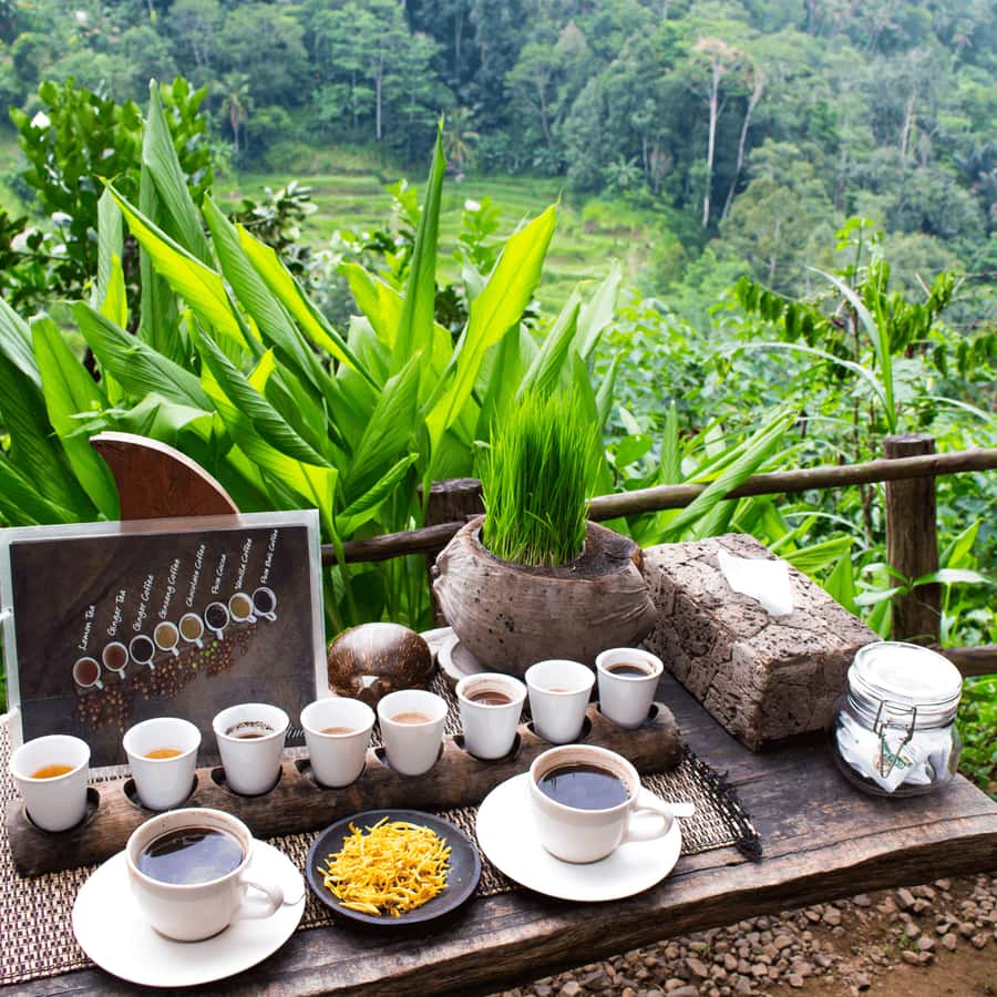 BALI :Sanctuary Monkey forest, rice terrace Water temple - The Sacred Monkey Forest Comes First