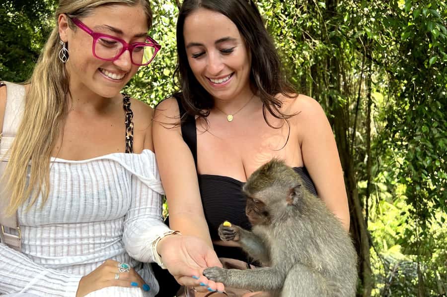 BALI :Sanctuary Monkey forest, rice terrace Water temple - Petanu Waterfall in a Village Setting