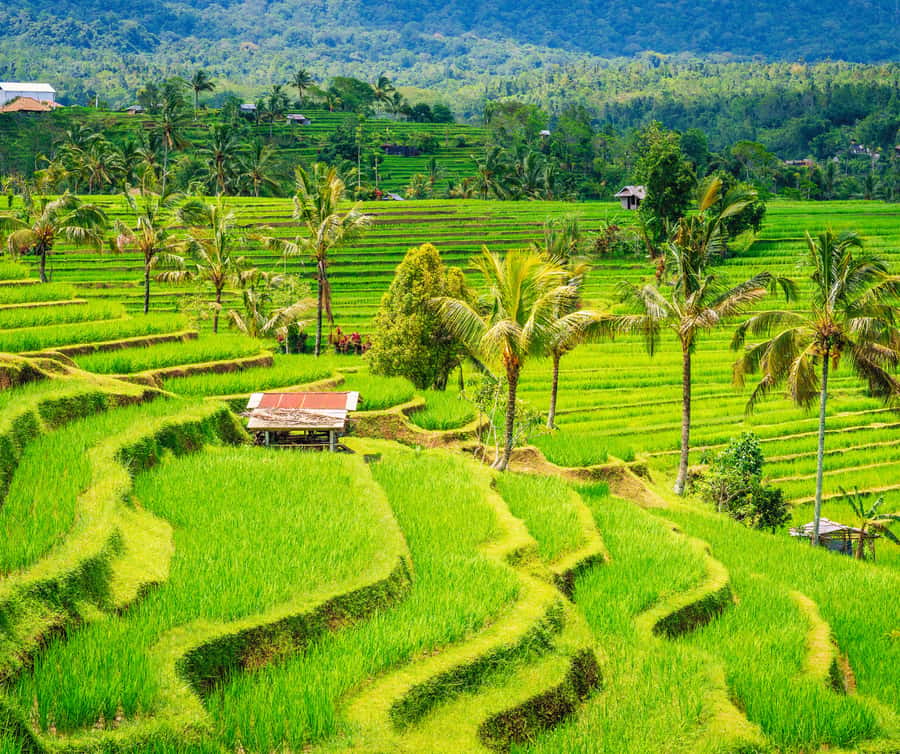 Bali: Tanah Lot, Rice Terrace, Ulun Danu & taman ayun temple - Tanah Lot and the pull of the sea