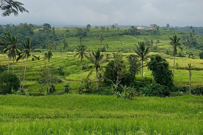 Bali Tanah Lot, Ulun Danu Beratan & Jatiluwih Rice Terrace - Jatiluwih, where rice fields become the main event