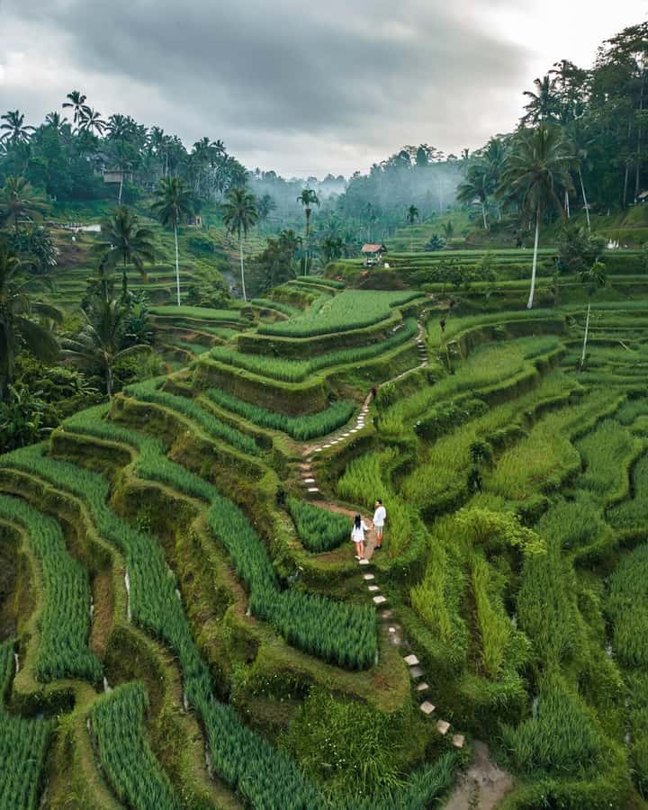 Bali: Temples, waterfall, and Rice Terrace Guided Tour - Tegallalang Rice Terrace and Bali’s working countryside