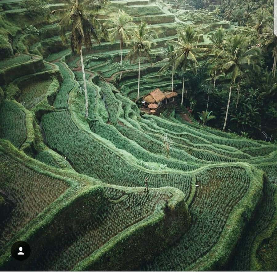 Bali: Tirta empul Temple, Rice terrace and Waterfall - Guides, Pickup, and the Private Pace