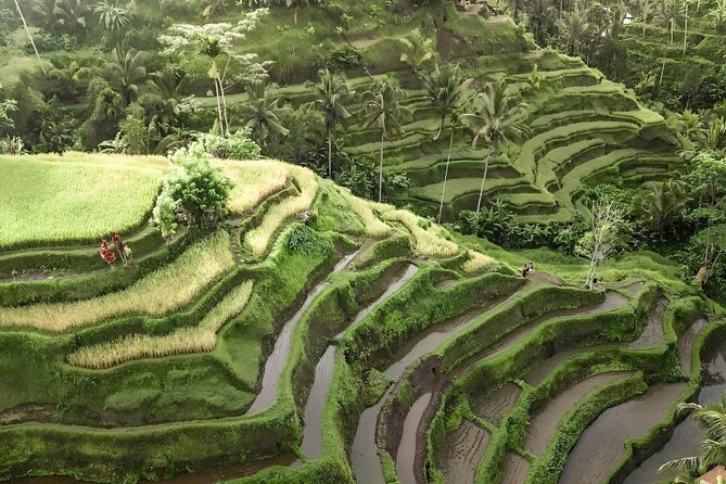 Bali Tour : Best Attractions in Ubud with Rice Terrace - Elephant Cave and a ninth-century temple setting