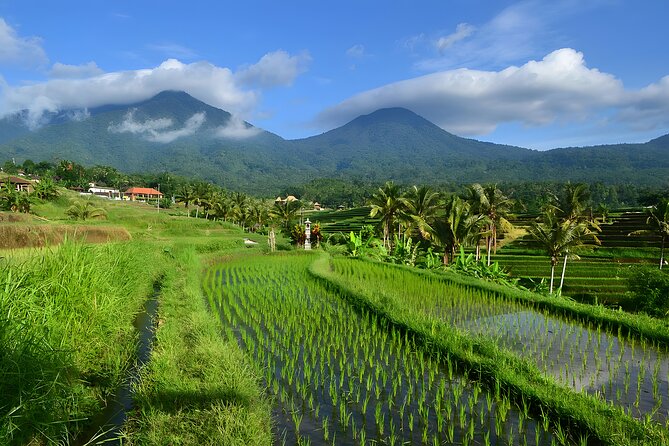 Bali Tour: Lake, Iconic Gate, Temple, Hot Spring and Rice Terrace - Jatiluwih, Bali’s great rice terrace view