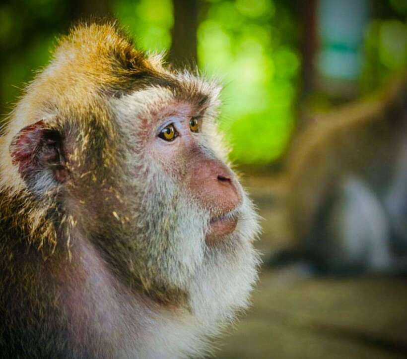 Bali: Ubud Monkey Forest, Coffee Plantation, and Market Tour - Tegenungan Waterfall before the crowds