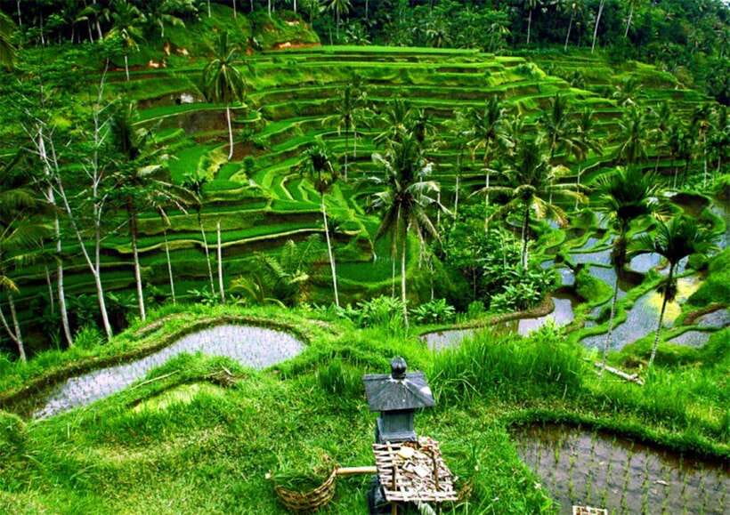 Bali: Ubud Monkey Forest, Waterfall, and Rice Terrace Tour - Should you book this Ubud tour?