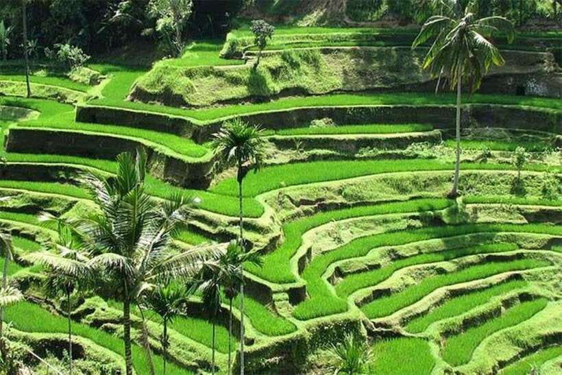 Bali: Ubud Monkey Forest, Waterfall, and Rice Terrace Tour - Four Ubud sights in one long day