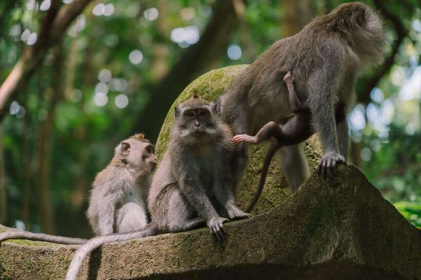 Bali: Ubud Monkey Forest, Waterfall, and Rice Terrace Tour - Walking the Tegallalang rice terraces