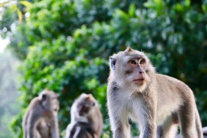 Bali: Ubud Monkey Forest, Waterfall, and Rice Terrace Tour - Understanding Tirta Empul’s holy springs