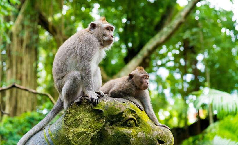 Bali: Ubud Monkey Forest, Waterfall, and Rice Terrace Tour - What the private guide adds
