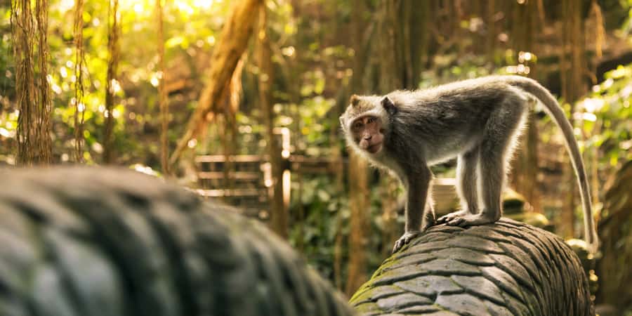 Bali: Ubud (Temple, Spring, Rice Terraces, & Waterfall) - Should You Book This Ubud Day Tour?