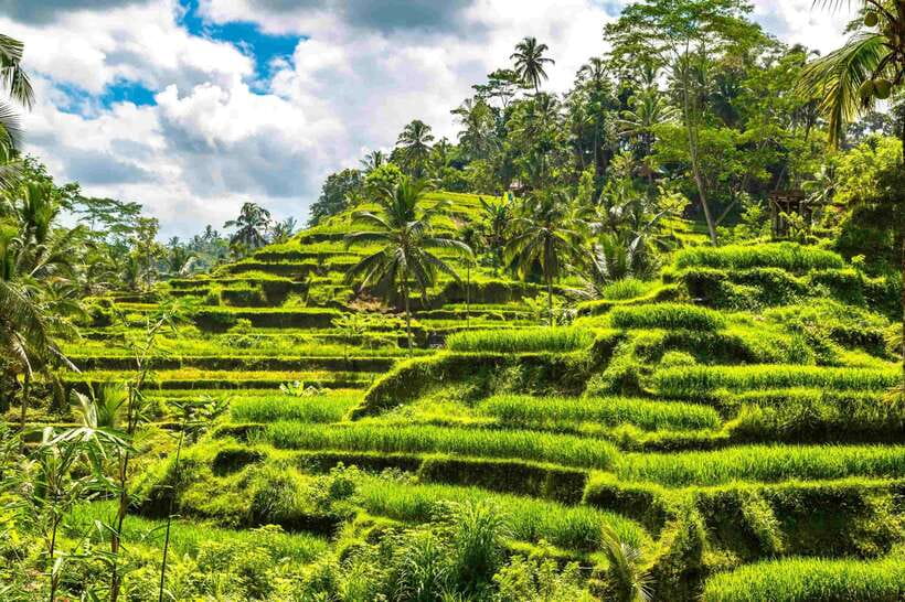 Bali: Ubud Tour with Tirta Empul Temple and Rice Terrace - Should you book it?