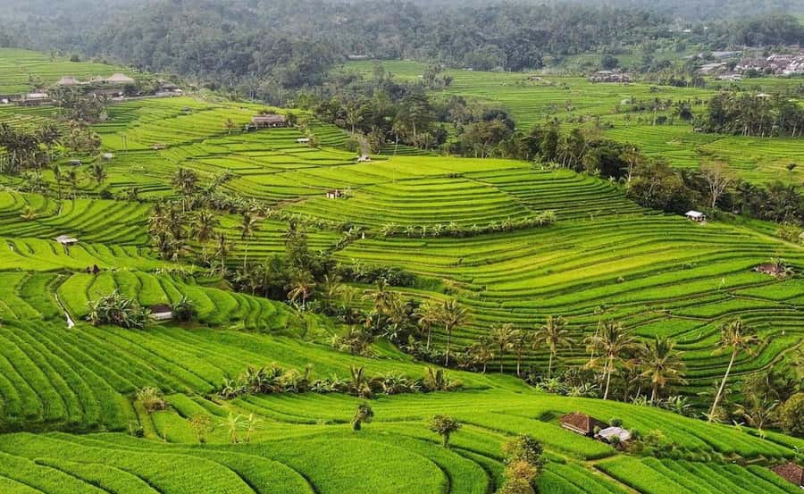 Bali : Ulun Danu Beratan Temple and UNESCO Rice Terrace Tour - Why this 12-hour route works