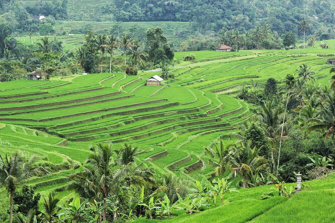 Bali UNESCO Sites: Water Temples and Jatiluwih Rice Terrace Tour - Jatiluwih: the day’s biggest farming panorama