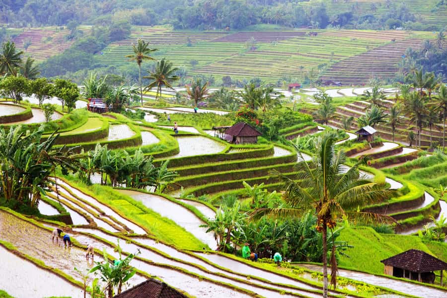 Bali: Water Temple, Waterfalls and Unesco Rice Terrace Tour - Timing, traffic, and the physical effort
