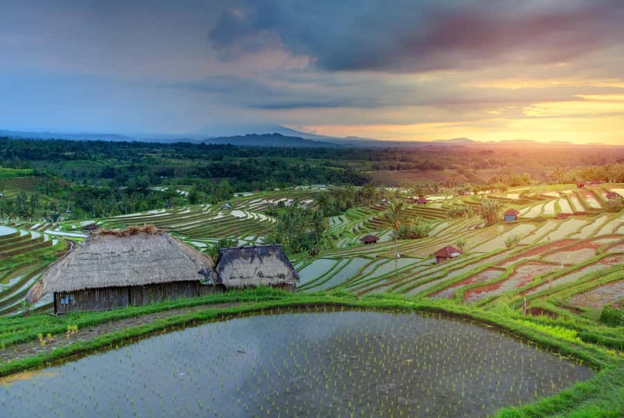 Bali: Water Temple, Waterfalls and Unesco Rice Terrace Tour - Jatiluwih shows Bali’s farming tradition