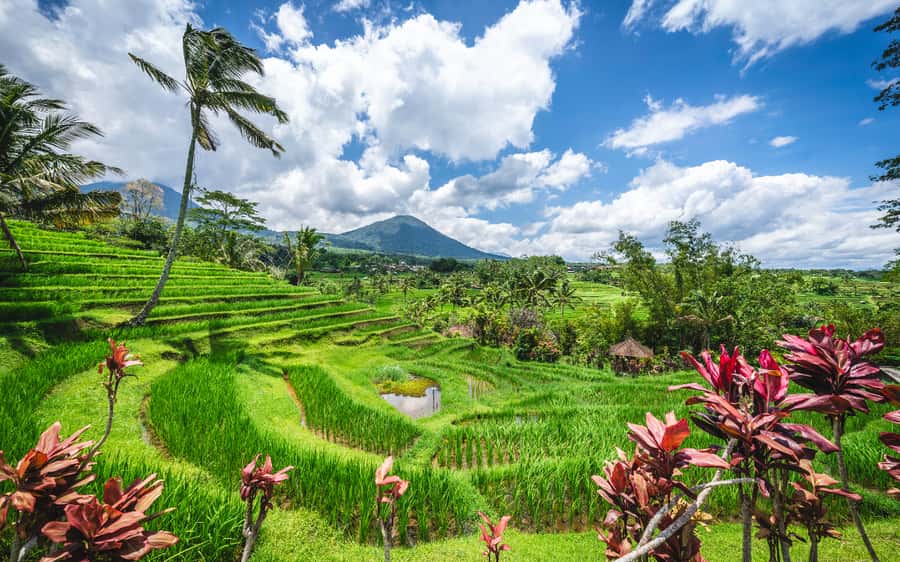Bali: Waterfalls, Temples, and Rice Terraces Scenic Tour - Tanah Lot: a strong finish by the sea