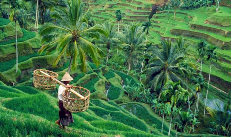 Bali: Waterfalls, Temples, and Rice Terraces Tour - What the $29 price really covers