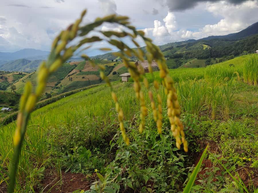Ban Pa Pong Pieng Rice Terraces Private Guided Tour - Should you book Ban Pa Pong Pieng?
