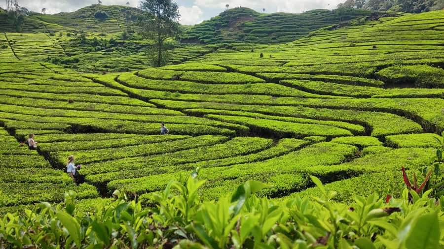 Bandung: White Crater, Scenic Tea Plantations & Hot Spring - The hot spring, mud bath, and cold plunge