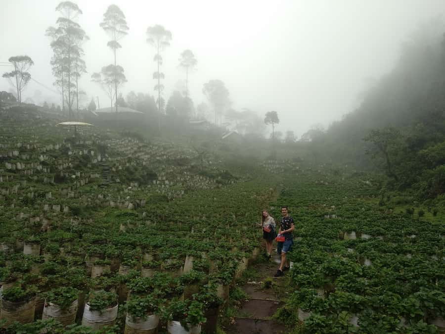 Bandung : White Crater, Tea Plantation Tour Guide Bandung - Transport, timing, and what to pack