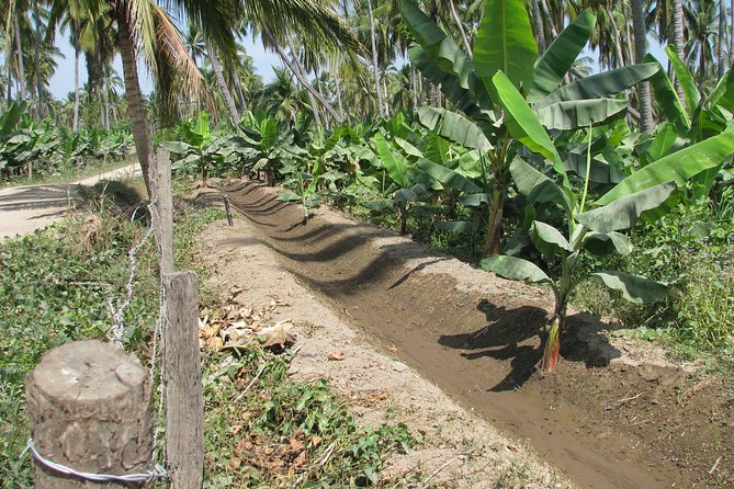 barra de navidad and plantations - Timing, pickup, and group size