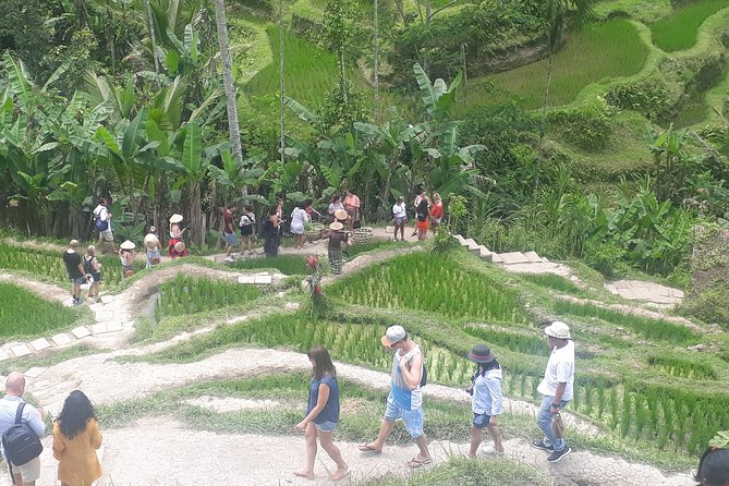 Batur Volcano Sunrise Trekking, Rice Teracce & Bali Coffee Plantation Tour - Mount Batur before dawn: the reason to set an alarm