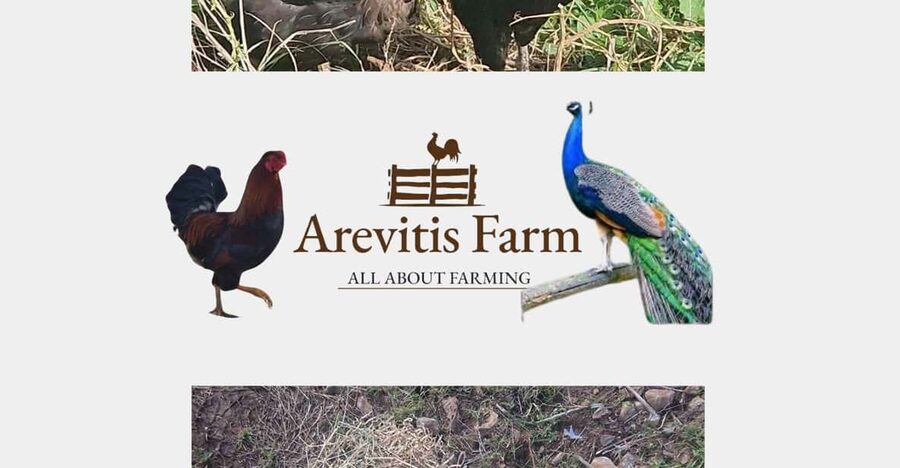 Be A Farmer for A Day in Arevitis Farm! - A Working Cretan Farm, Not a Staged Photo Stop