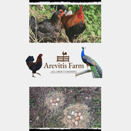 Be A Farmer for A Day in Arevitis Farm! - Chickens, Goats, and Sheep Up Close