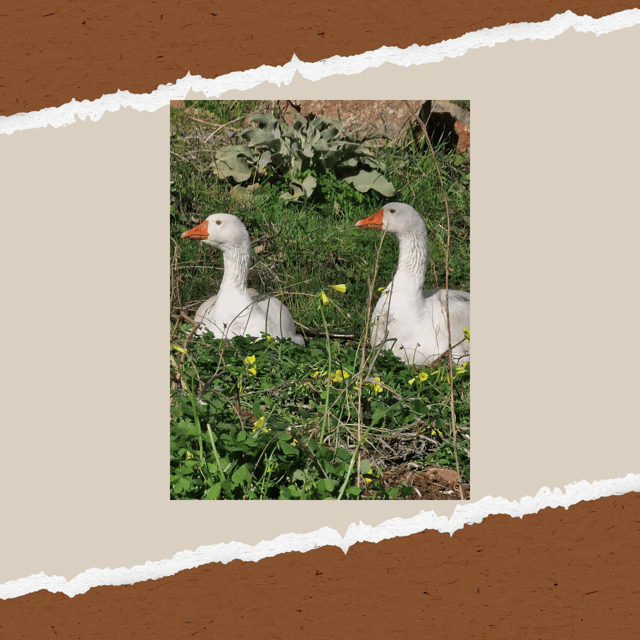 Be A Farmer for A Day in Arevitis Farm! - From Milking to Yogurt, Mizithra, and Cheese