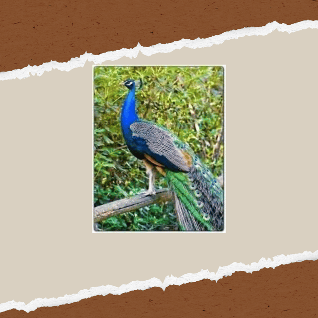Be A Farmer for A Day in Arevitis Farm! - The Vegetable Garden and the Rhythm of the Seasons