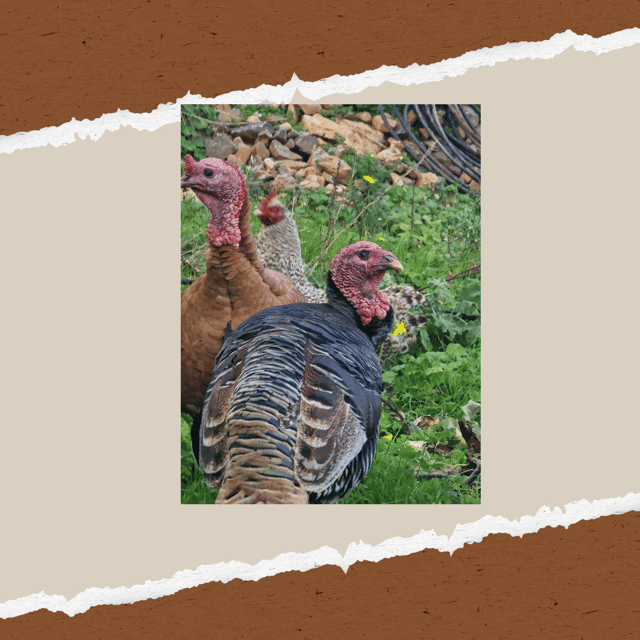 Be A Farmer for A Day in Arevitis Farm! - Traditional Pies and a Farm-to-Table Taste
