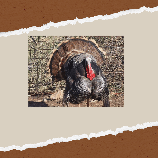 Be A Farmer for A Day in Arevitis Farm! - Is the $33.88 Price Good Value?