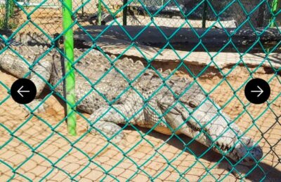 .Beach Horse Riding Turtle Release Crocodile Farm Experience