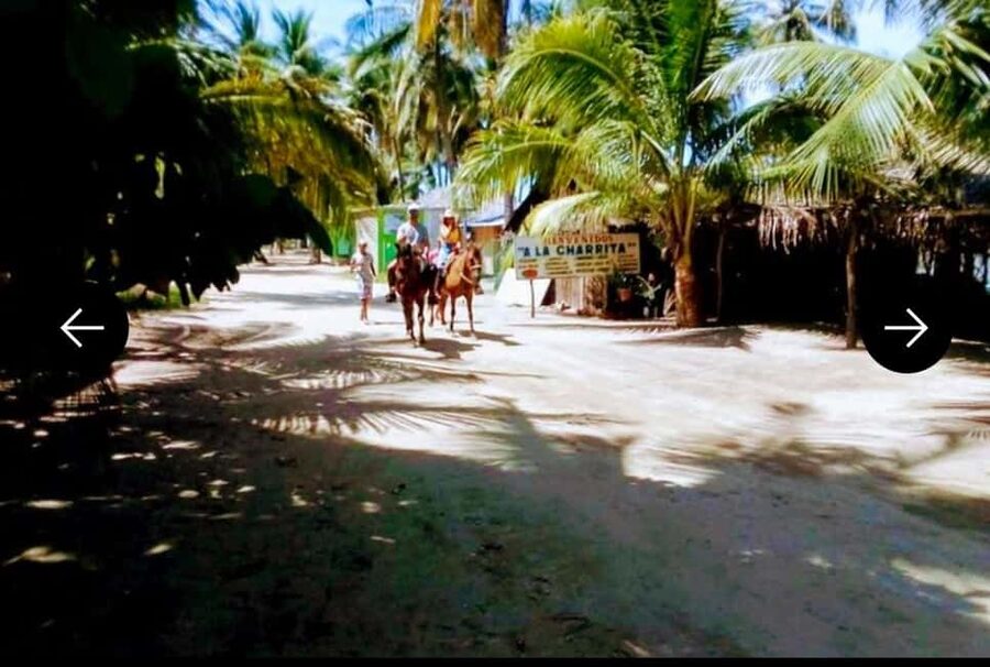 .Beach Horse Riding Turtle Release Crocodile Farm Experience - My booking advice