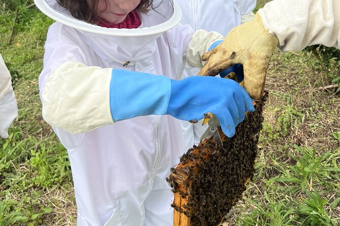 Bee Inspired: A Journey in São Miguel and a Visit to an Apiary - Key points to know before booking