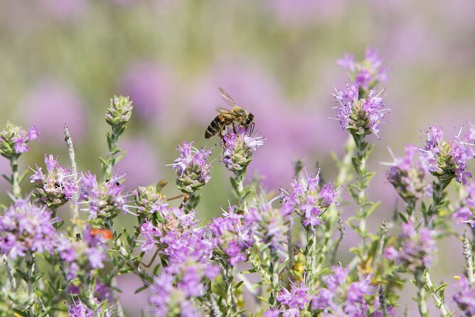 Beekeeping and Honey Stories in Itea - Timing, language, and practical planning
