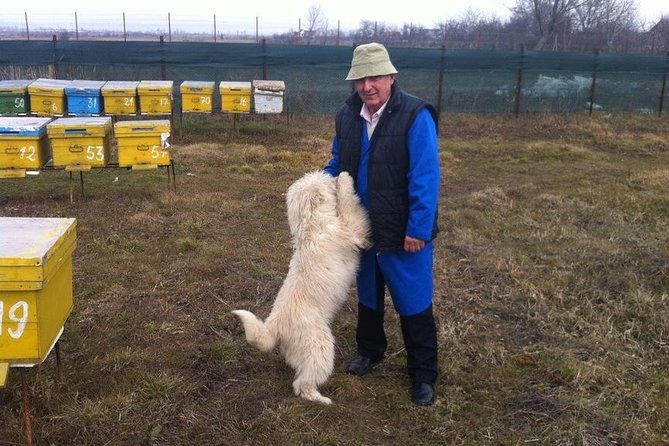 Beekeeping Day Trip| Private Guided Tour from Bucharest - Seeing how a hive works