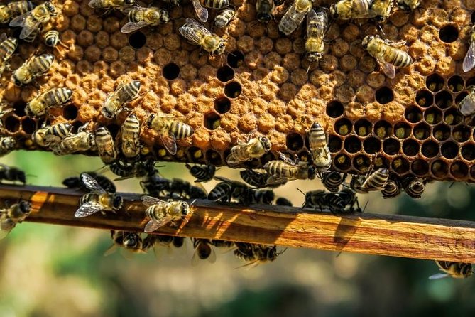 Beekeeping Day Trip| Private Guided Tour from Bucharest - Meeting Nicolas and his father
