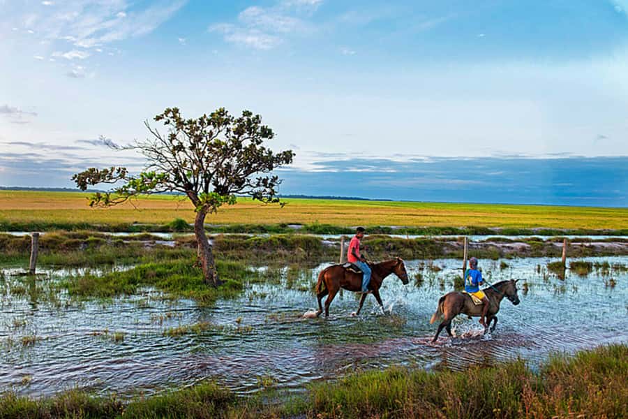 Belém: Marajó Island Day Trip with Buffalo Farm Visit - Physical demands and who should book