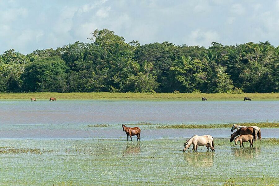 Belém: Marajó Island Day Trip with Buffalo Farm Visit - Crafts, leather, and Marajoara culture